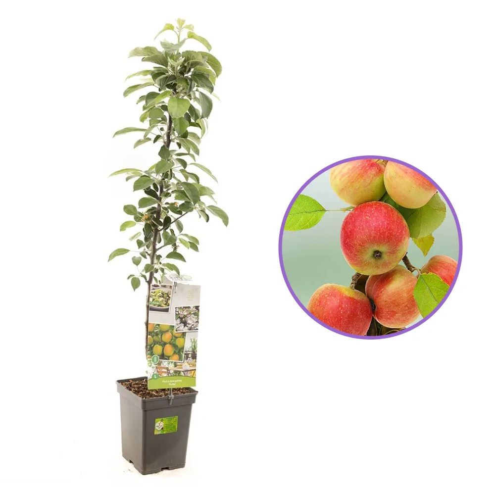 Mar Columnar (Malus) Polka, cu fructe dulci-acrisor rosii-verzui, an 3 pe rod