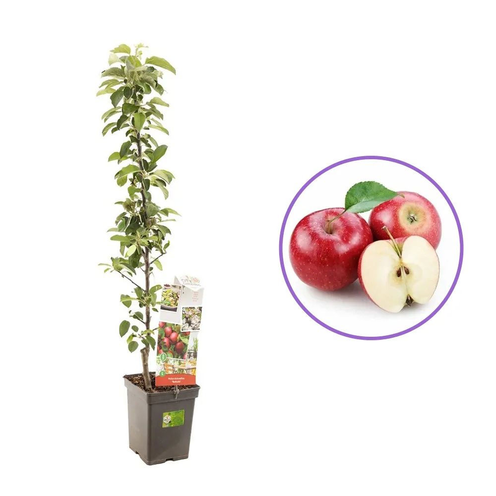 Mar Columnar (Malus) Redcats, cu fructe dulci-acrisor rosii, an 3 pe rod