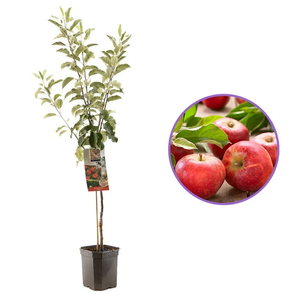 Pon Fructifer Mar Elstar (Malus Domestica), cu fructe dulci-acrisoare rosii, an 3 pe rod