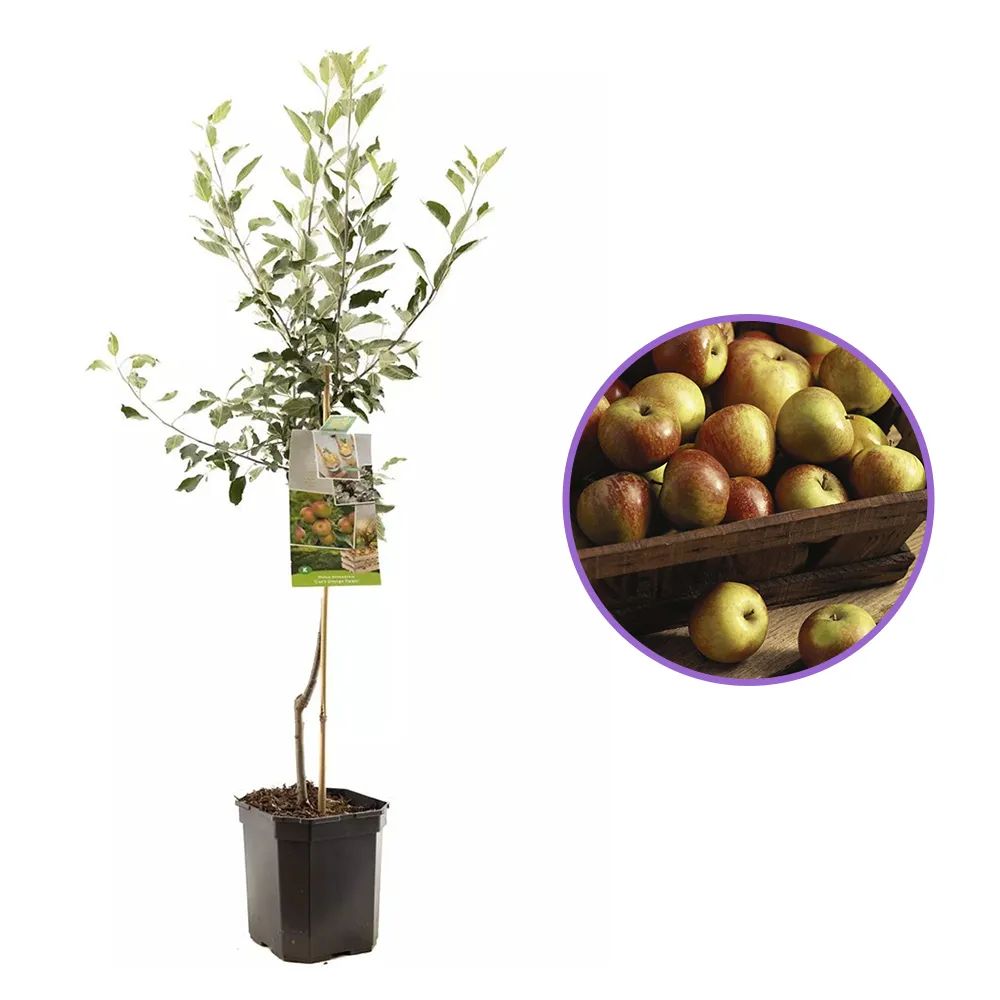 Mar (Malus) Cox's Orange Pippin, cu fructe dulci-acrisor, an 3 pe rod