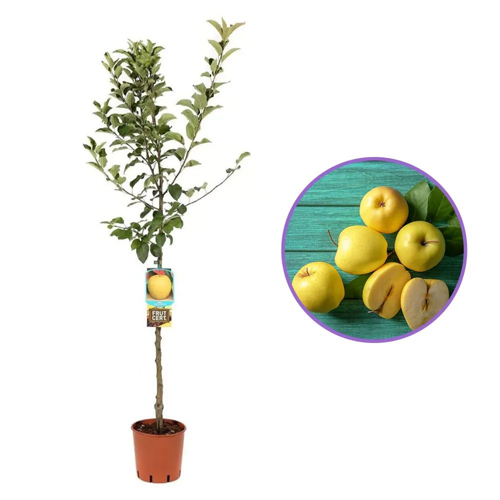 Mar (Malus) Golden Delicious, cu fructe dulci, an 3 pe rod