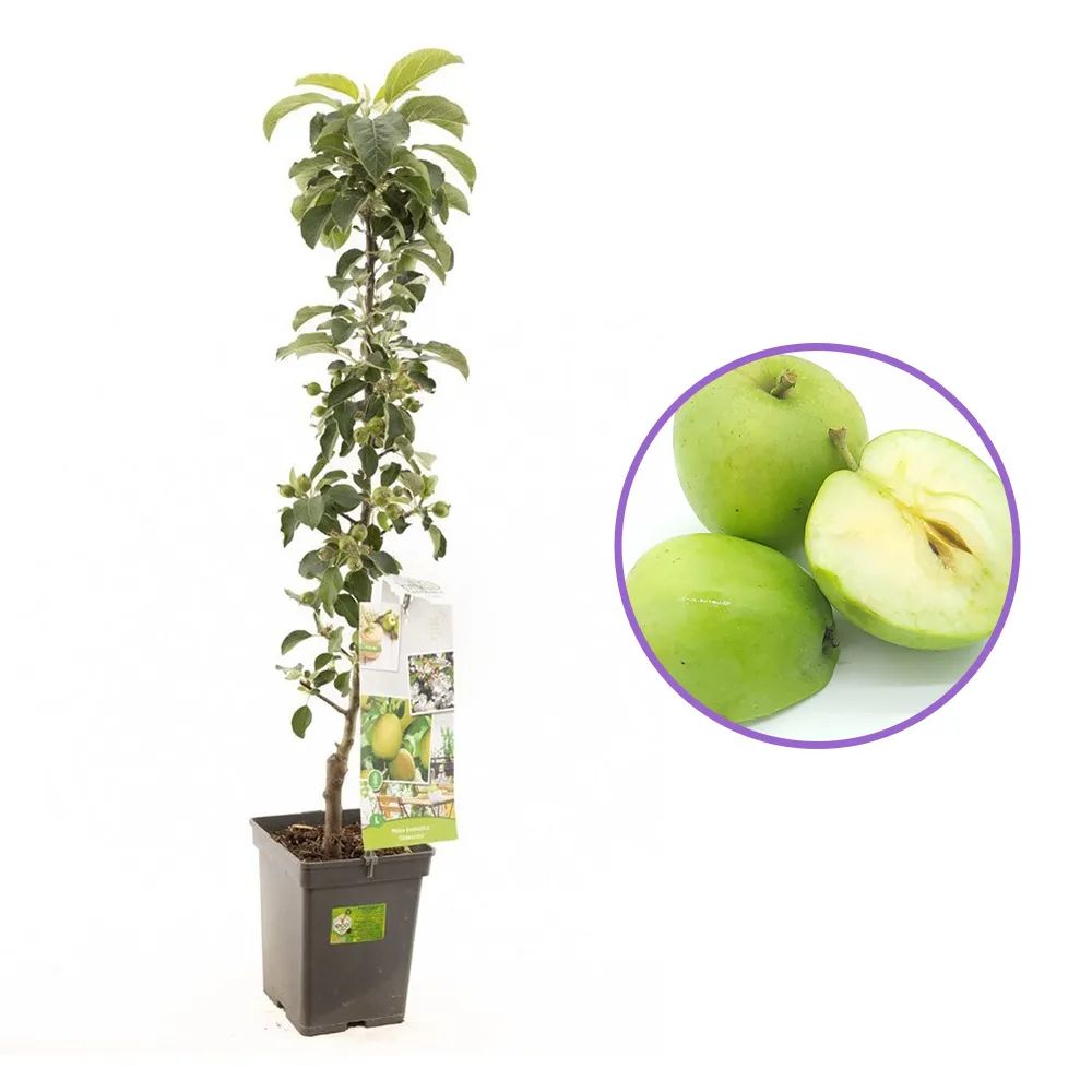 Mar Columnar (Malus) Greencats, cu fructe dulci-acrisor, an 3 pe rod