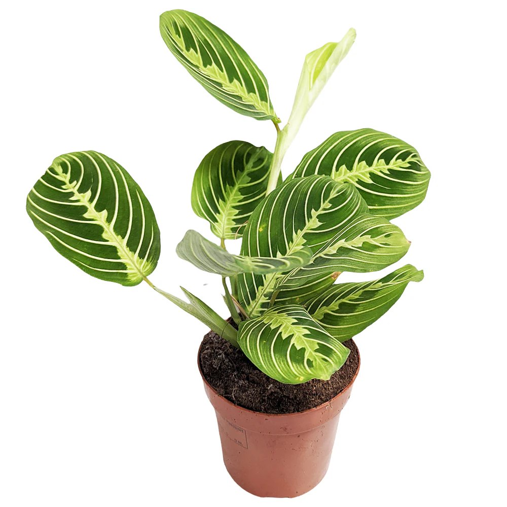 Planta Care se Roaga (Maranta) Lemon, 30 cm, planta de interior decorativa, frunze verzi cu dungi galbene, ingrijire medie