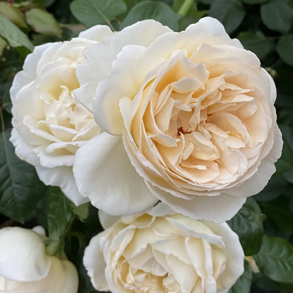 Trandafir Teahibrid apricot-pastel Marzipan, cu parfum intens si premiat multiplu