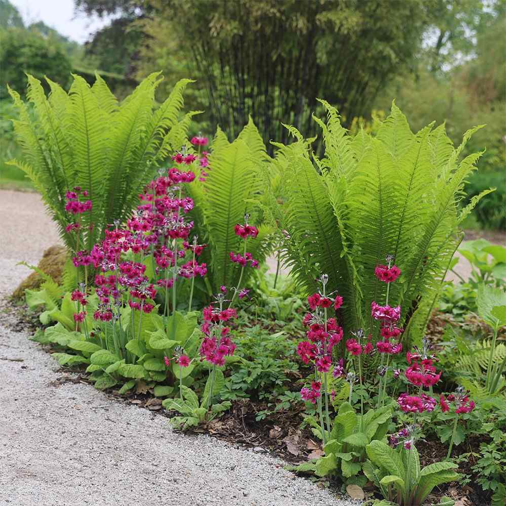 Feriga Uriasa Pana Strutului (Matteuccia Struthiopteris), feriga ornamentala pentru umbra