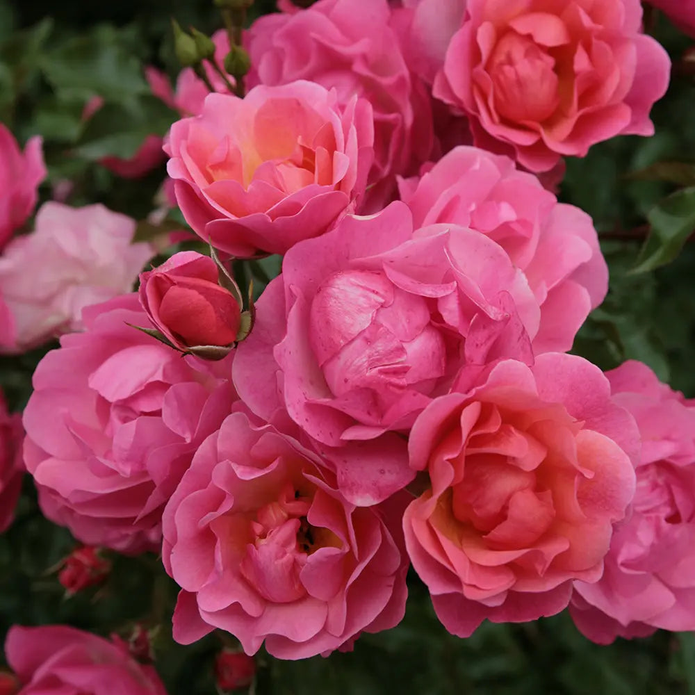 Trandafir Floribunda Maxivita roz-apricot, cu inflorire repetata