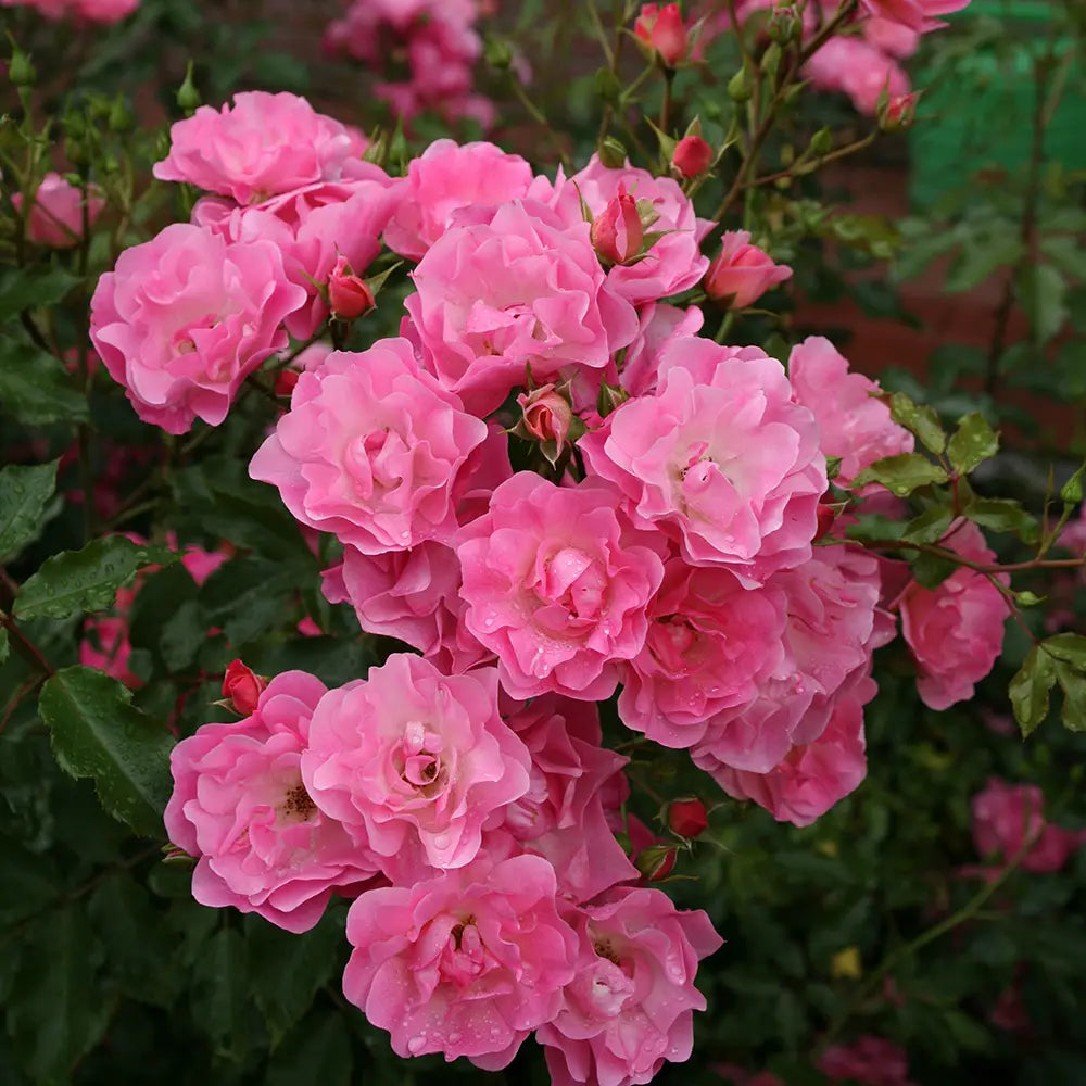 Trandafir Floribunda Maxivita roz-apricot, cu inflorire repetata