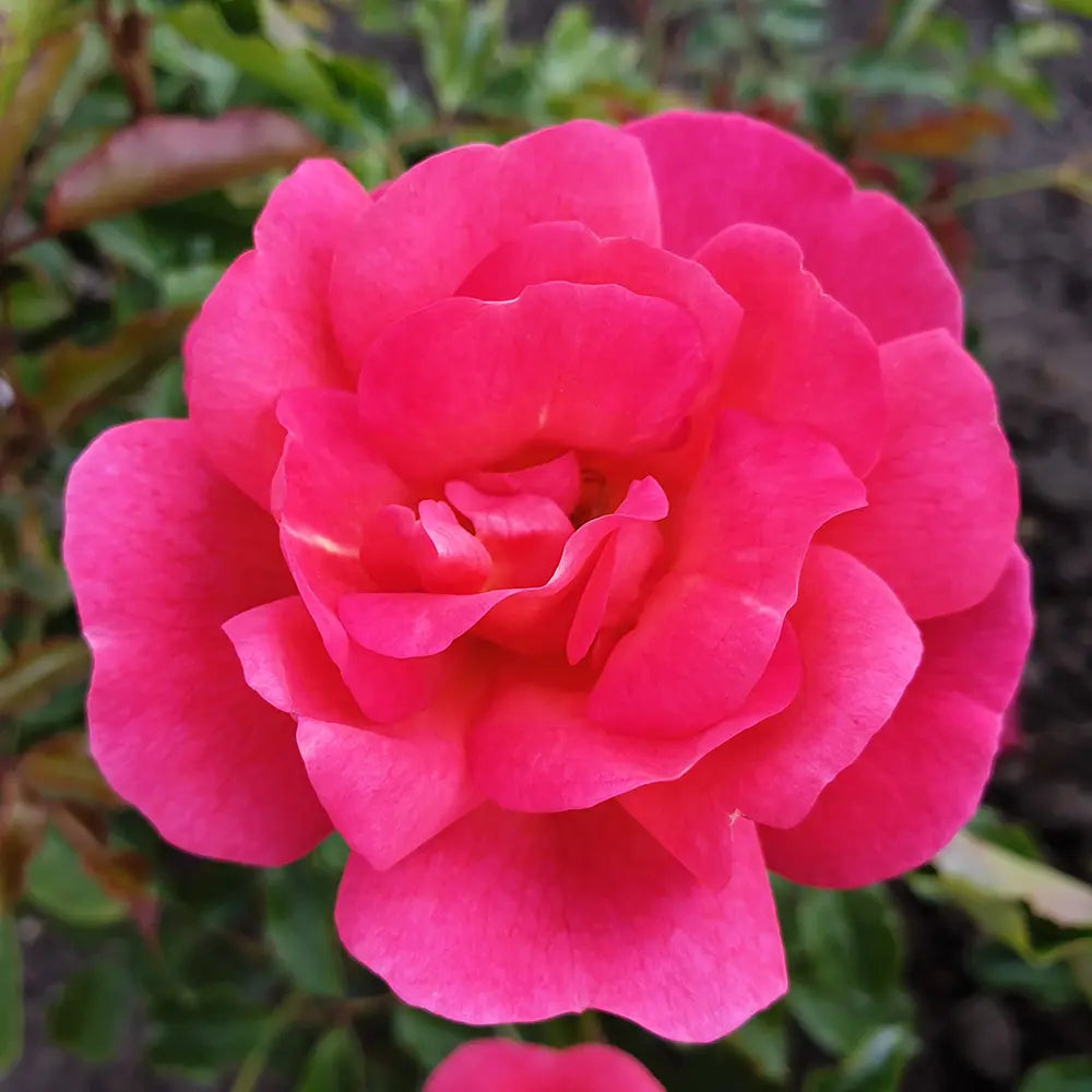 Trandafir Floribunda Maxivita roz-apricot, cu inflorire repetata