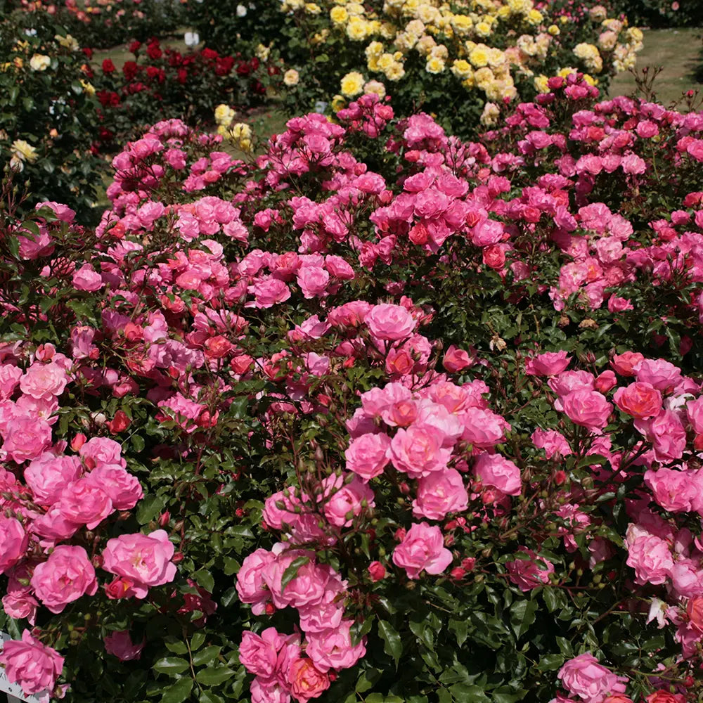 Trandafir Floribunda Maxivita roz-apricot, cu inflorire repetata