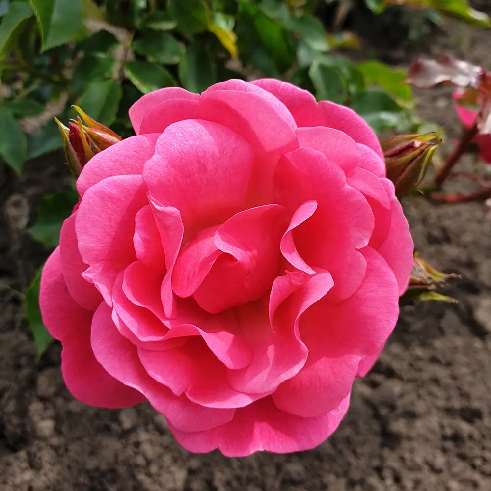 Trandafir Floribunda Maxivita roz-apricot, cu inflorire repetata