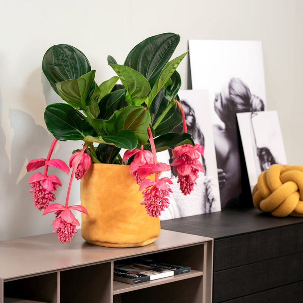 Floarea Regelui Medinilla Magnifica, flori roz pal spectaculoase, planta tropicala exotica, decor luxuriant pentru casa si interior - 70 cm