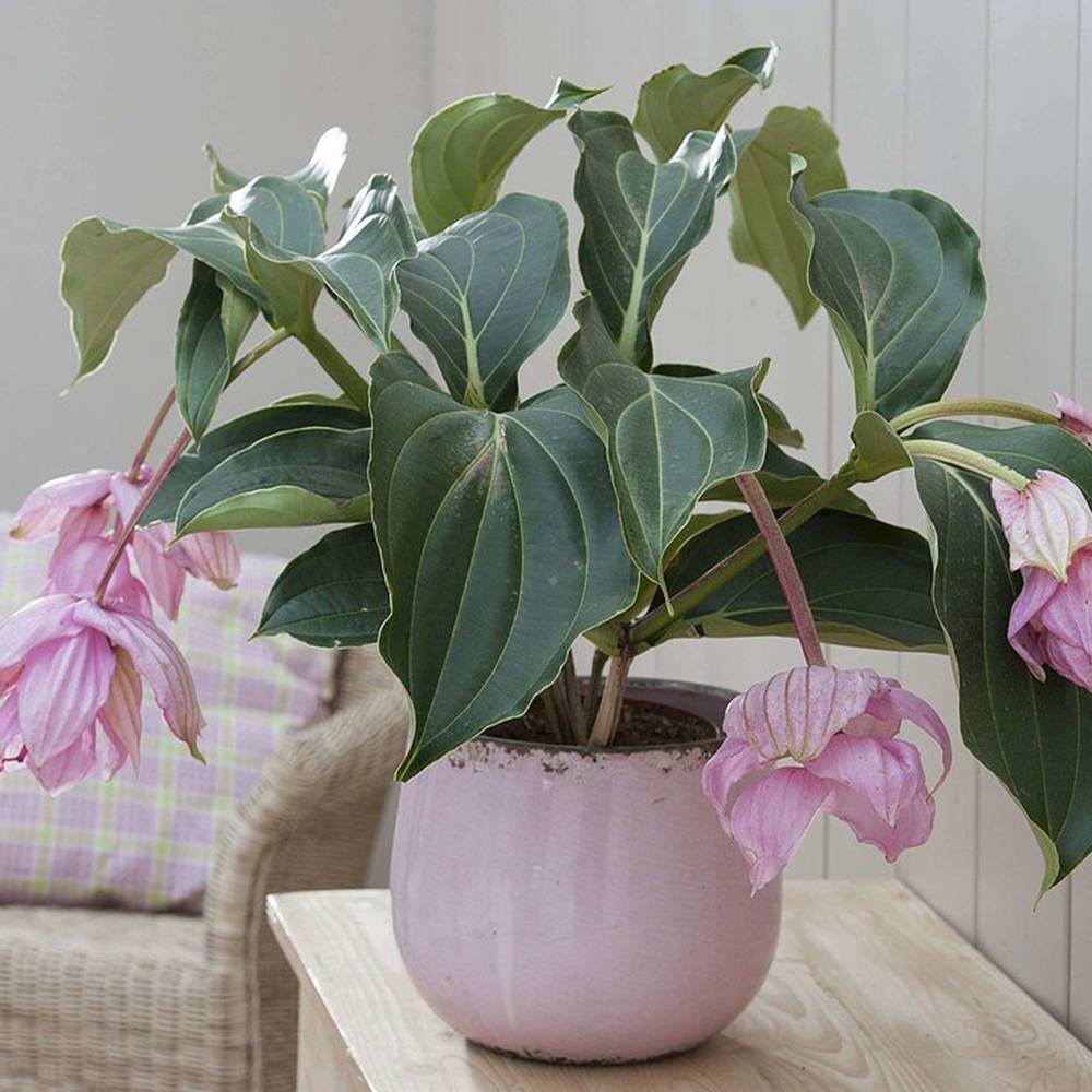 Floarea Regelui Medinilla Piccolini Candy, 30 cm, flori purpurii spectaculoase, planta tropicala exotica, decor luxuriant pentru casa si interior