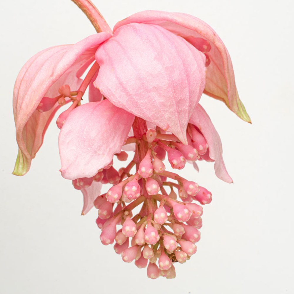 Floarea Regelui Medinilla Piccolini Candy, 30 cm, flori purpurii spectaculoase, planta tropicala exotica, decor luxuriant pentru casa si interior