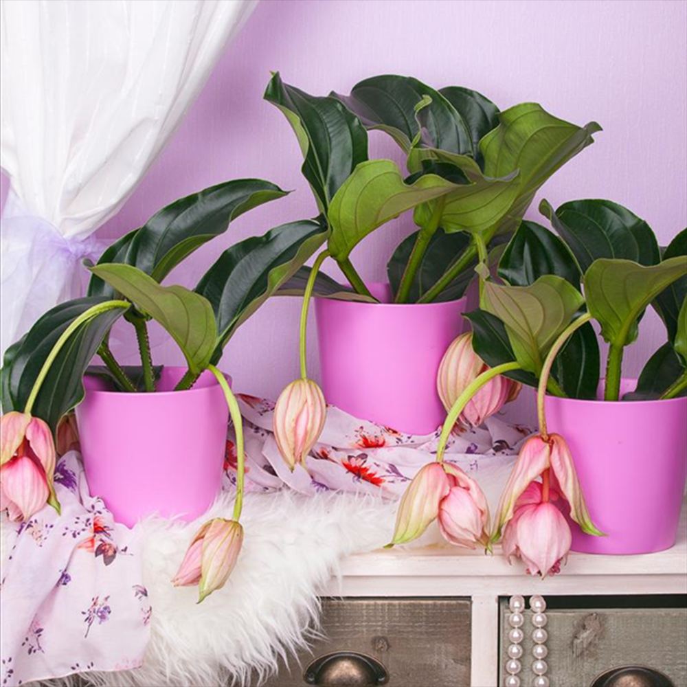 Floarea Regelui Medinilla Piccolini Candy, 30 cm, flori purpurii spectaculoase, planta tropicala exotica, decor luxuriant pentru casa si interior