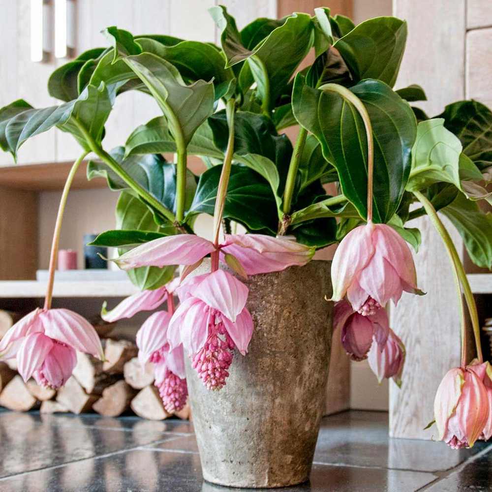 Floarea Regelui Medinilla Piccolini Candy, 30 cm, flori purpurii spectaculoase, planta tropicala exotica, decor luxuriant pentru casa si interior