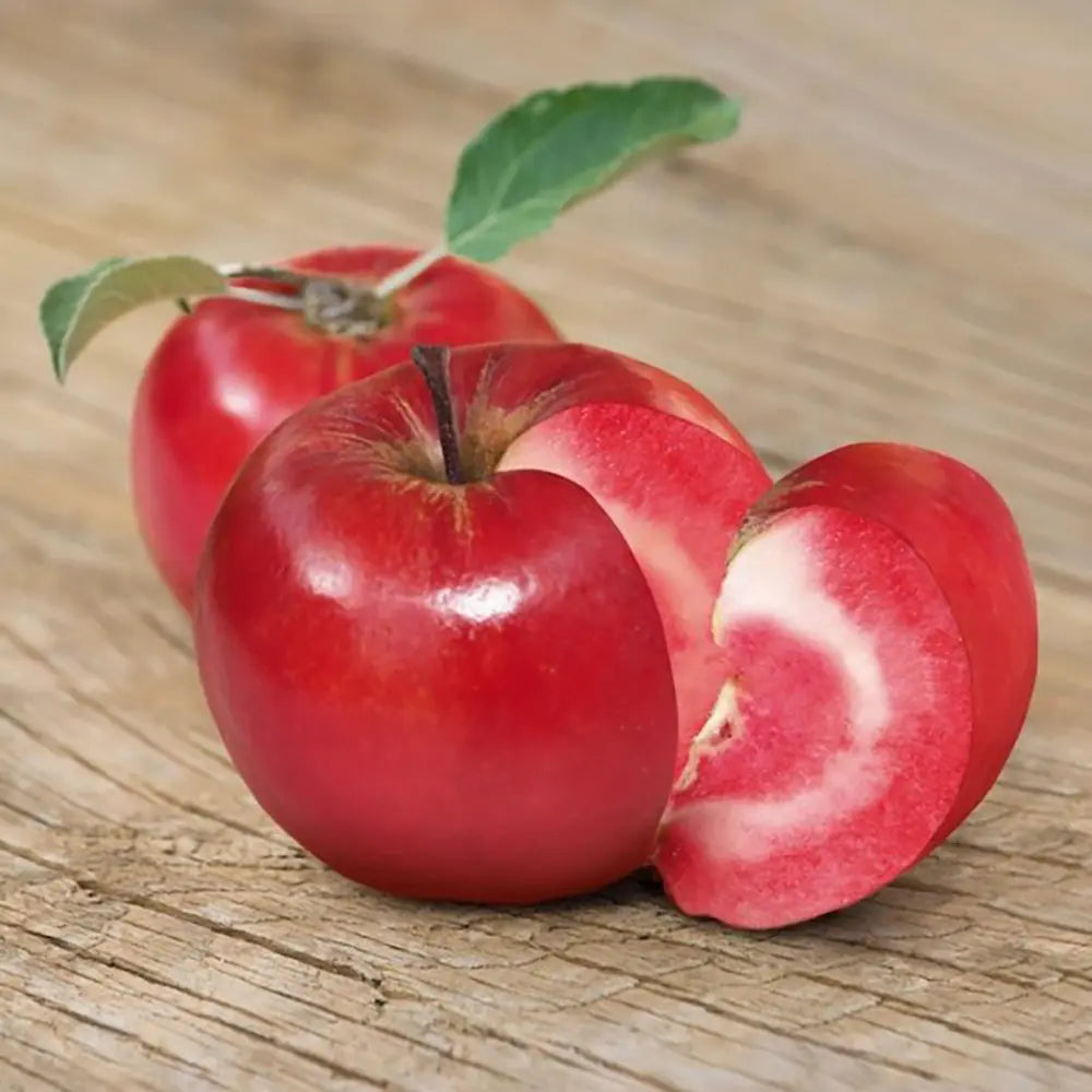 Mar (Malus) Abondanzza, cu fructe rosii dulci-zemoase, an 3 pe rod