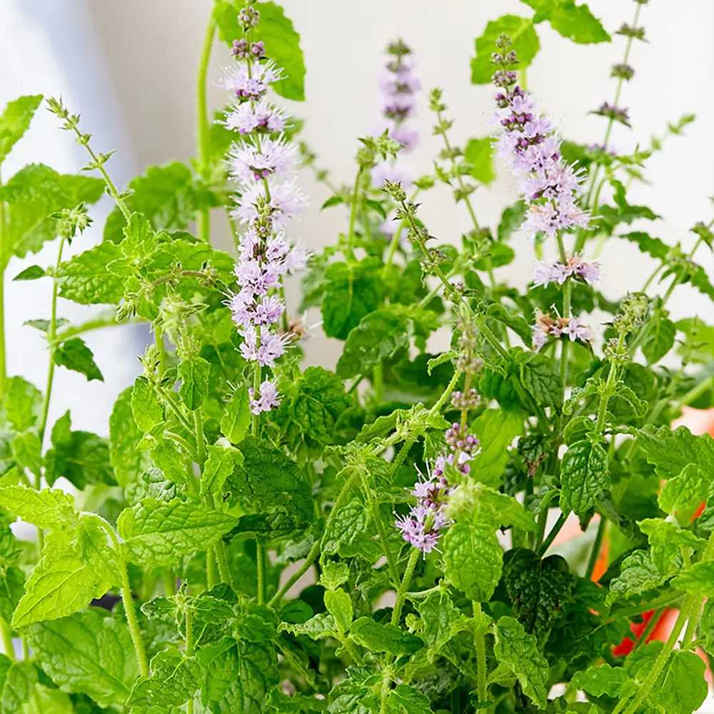 Menta cu aroma de capsuni (Mentha arvensis Strawberry), planta aromatica perena pentru gradina si ghiveci
