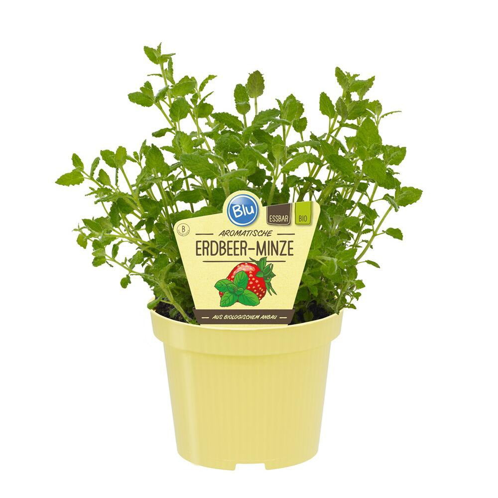 Menta cu aroma de capsuni (Mentha arvensis Strawberry), planta aromatica perena pentru gradina si ghiveci