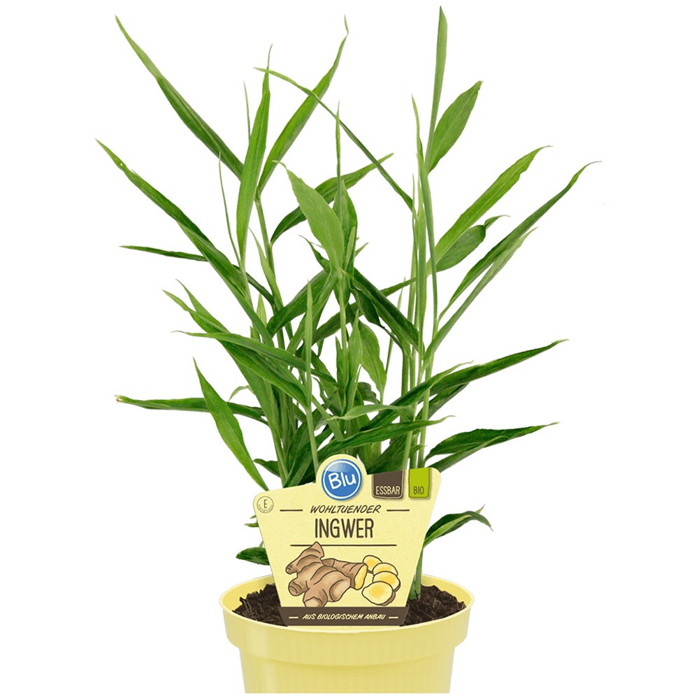 Menta cu aroma de ghimbir (Mentha gracilis Ginger), planta aromatica, perena pentru ceaiuri si gradina