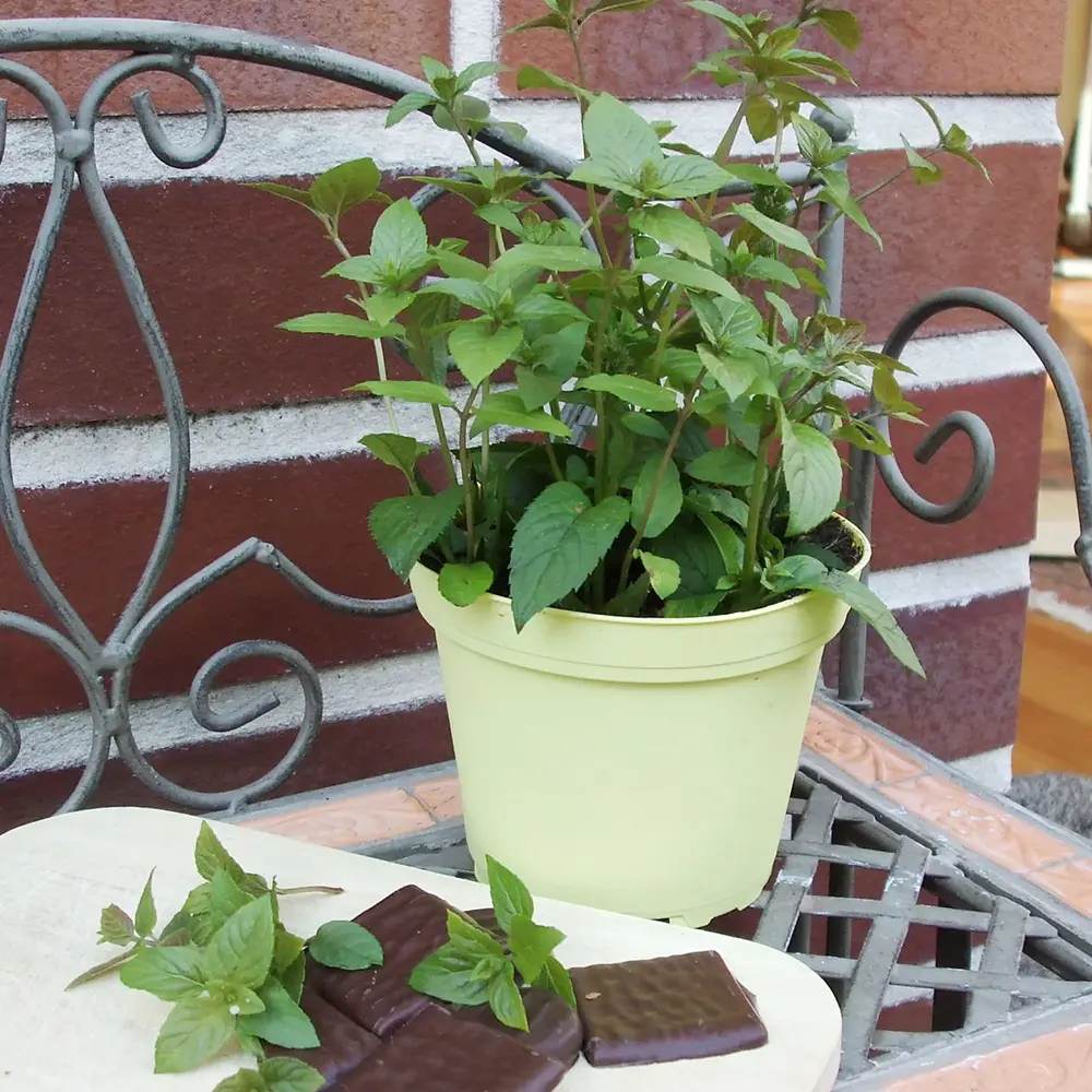 Menta ciocolatie (Mentha piperita Chocolate), planta aromatica perena pentru ceaiuri si deserturi
