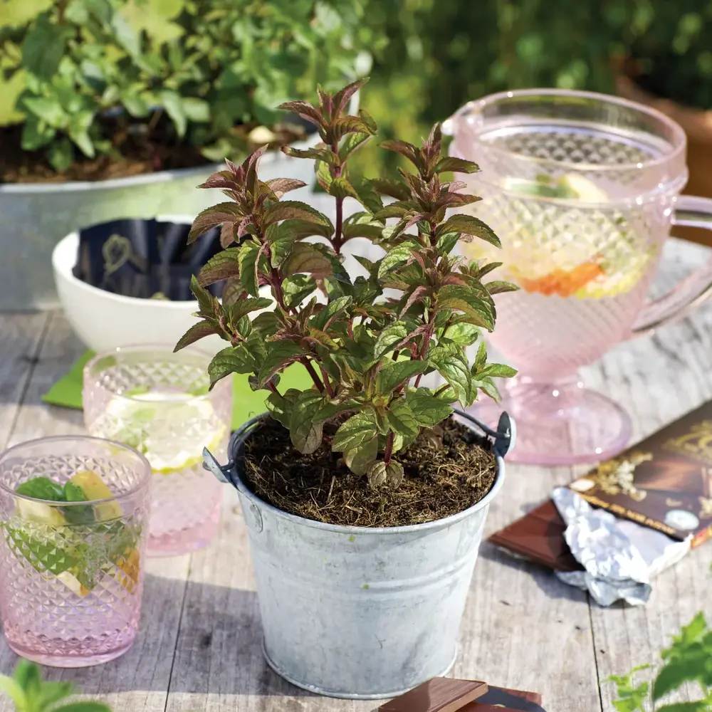 Menta ciocolatie (Mentha piperita Chocolate), planta aromatica perena pentru ceaiuri si deserturi