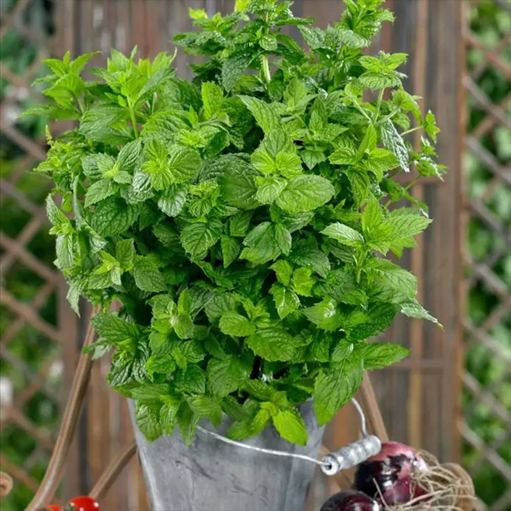 Menta Piperata (Mentha piperita Cinderella), aroma intensa cultivare usoara Romania