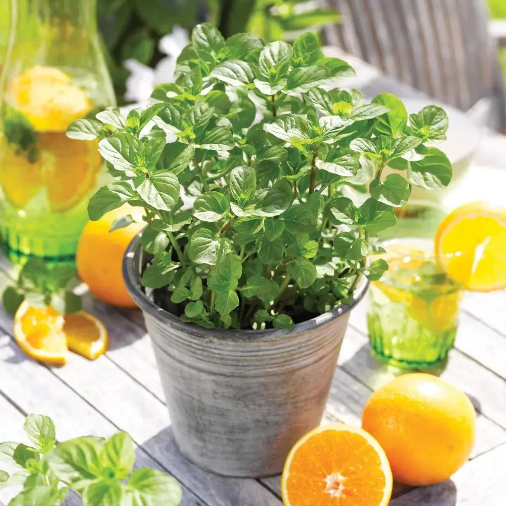 Menta cu aroma de portocalie (Mentha piperita Orange), planta aromatica, perena, frunze parfumate