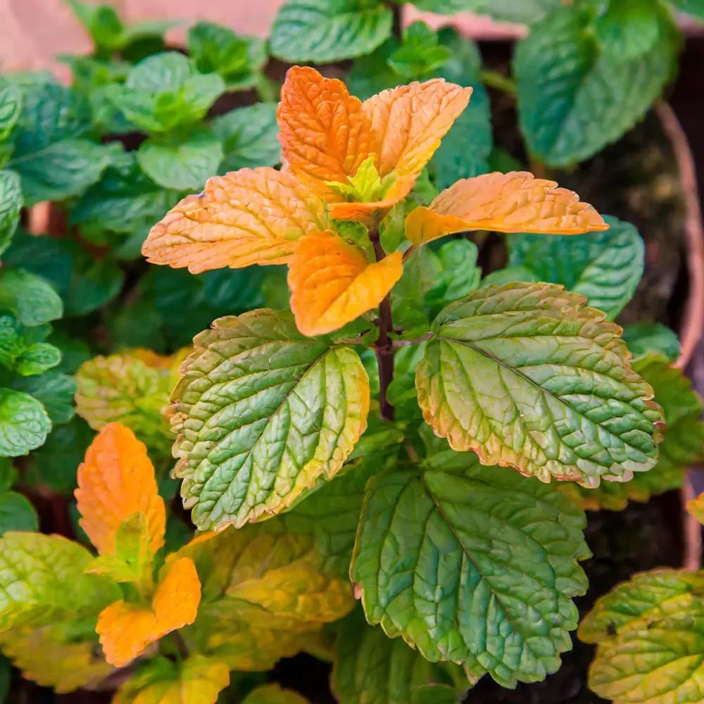 Menta cu aroma de portocalie (Mentha piperita Orange), planta aromatica, perena, frunze parfumate
