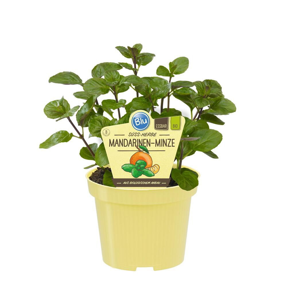 Menta cu aroma de portocalie (Mentha piperita Orange), planta aromatica, perena, frunze parfumate