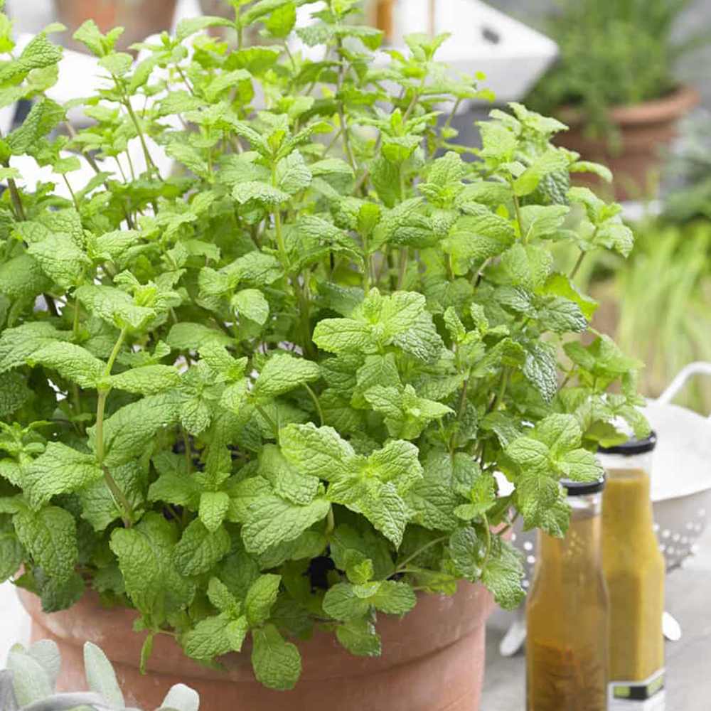Menta marocana (Mentha spicata Spearmint), planta aromatica perena