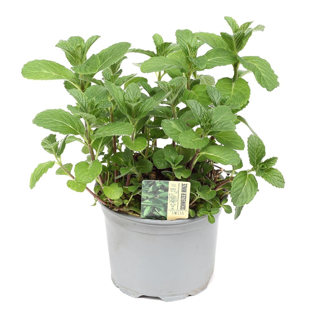 Menta marocana (Mentha spicata Spearmint), planta aromatica perena