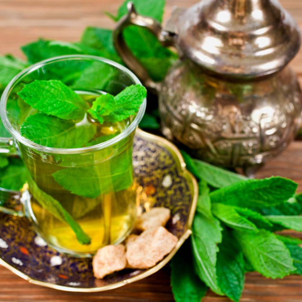 Menta marocana (Mentha spicata Spearmint), planta aromatica perena