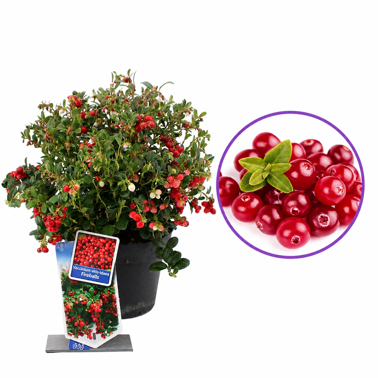 Merisor American Fireballs (Vaccinium vitis-idaea), cu fructe aromate rosii