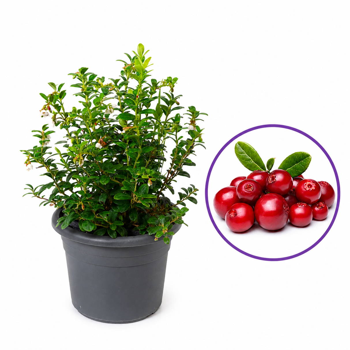 Merisor American Koralle (Vaccinium vitis-idaea), cu fructe aromate rosii