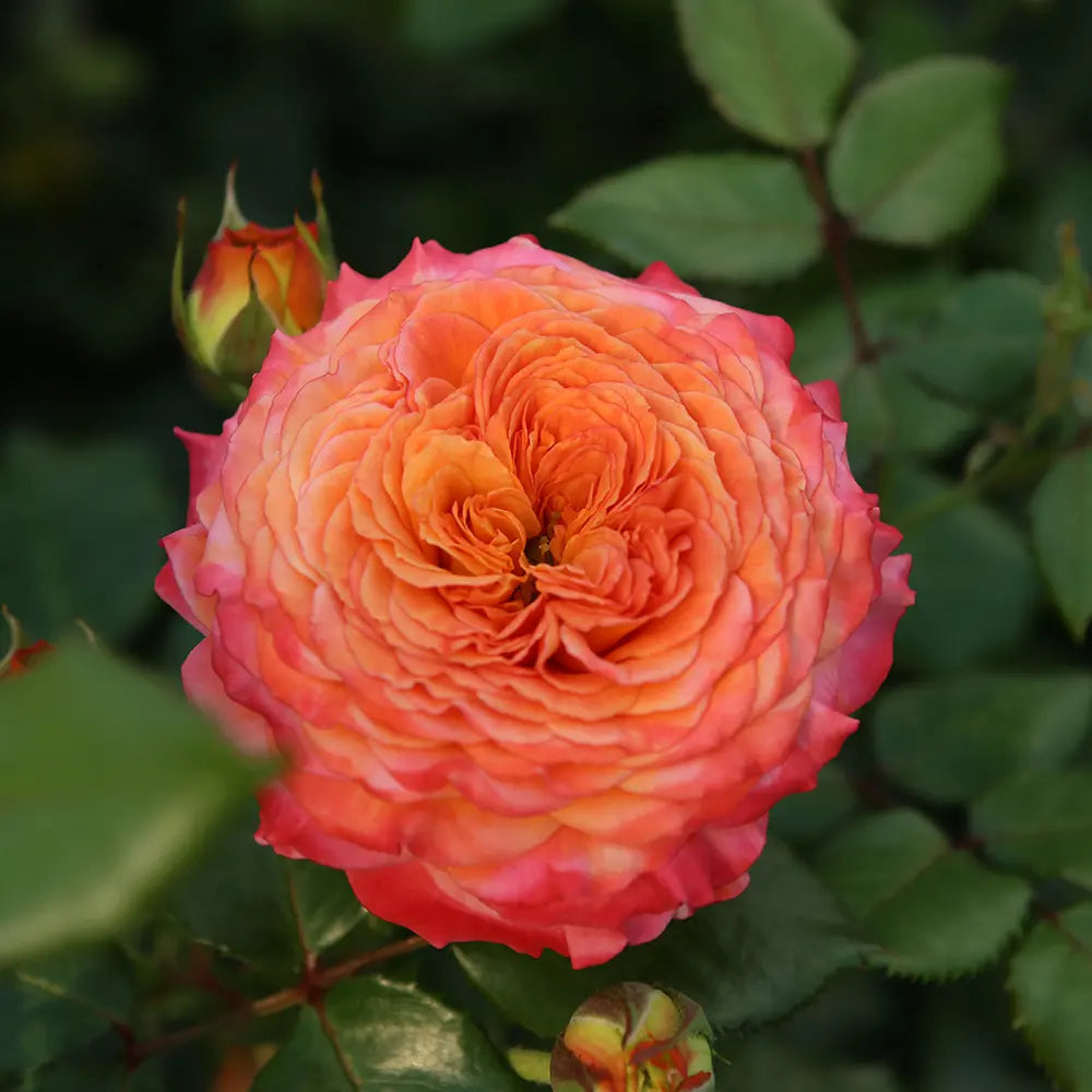 Trandafir Floribunda Meteor auriu-portocaliu-roz, cu inflorire repetata si multiplu premiat