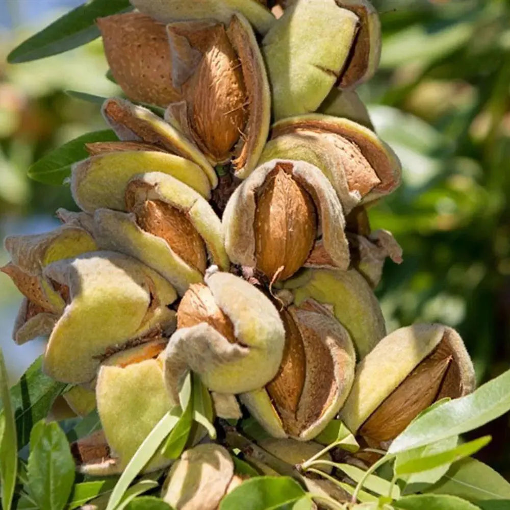 Copacel Migdal Ferragnes (Prunus amygdalus), cu migdale dulci crocanti, an 2 pe rod