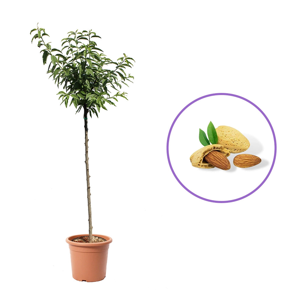 Copacel Migdal Ferragnes (Prunus amygdalus), cu migdale dulci crocanti, an 2 pe rod