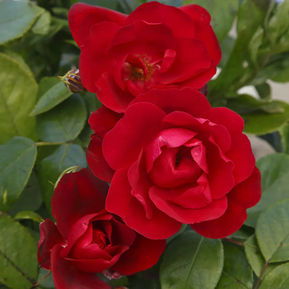 Trandafir Floribunda Milano rosu- stacojiu, cu inflorire repetata si multiplu premiat