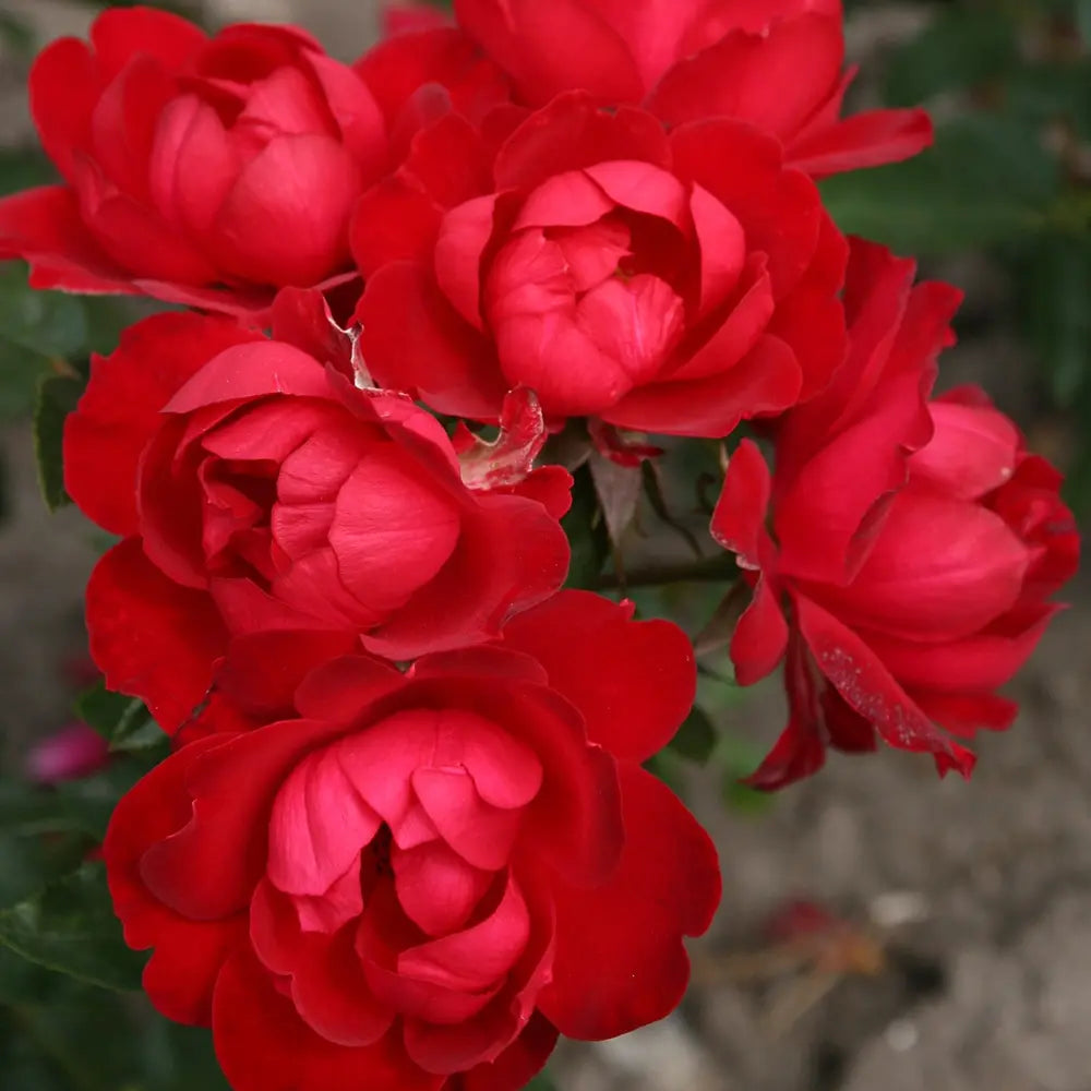 Trandafir Floribunda Milano rosu- stacojiu, cu inflorire repetata si multiplu premiat