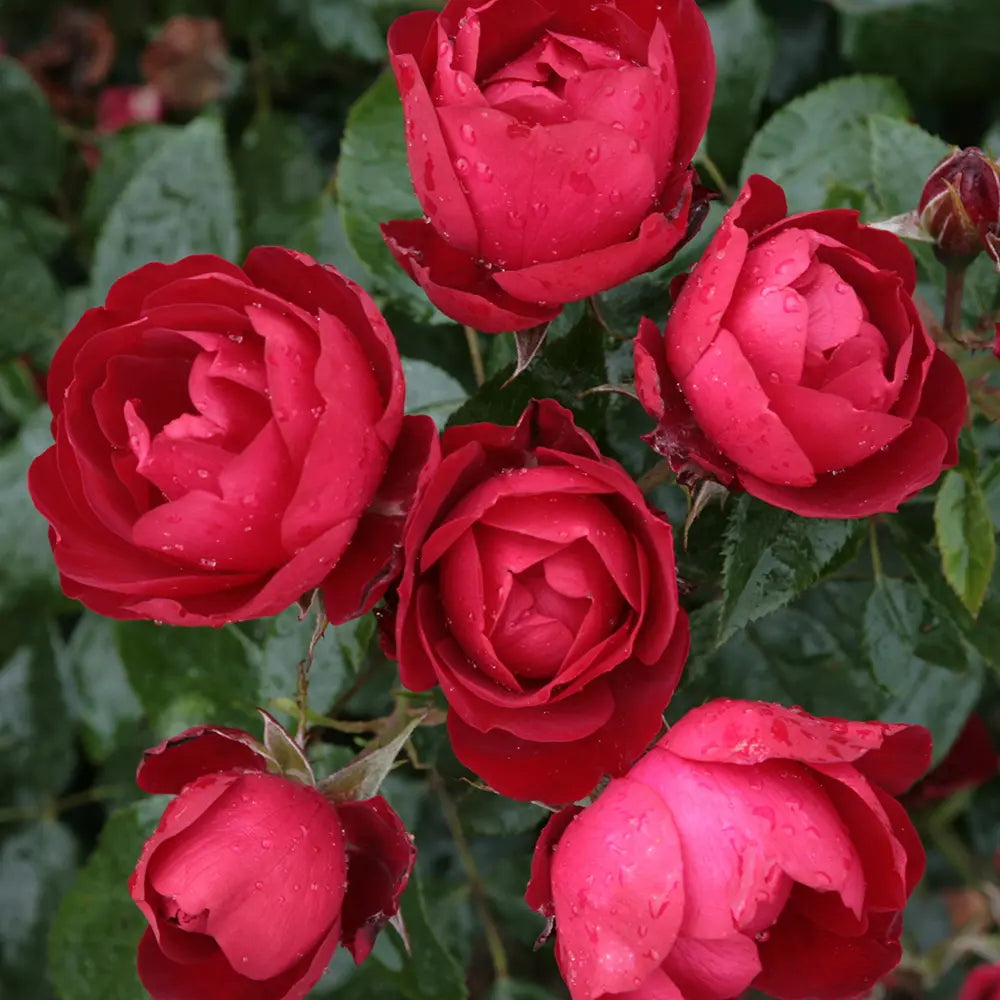 Trandafir Floribunda Milano rosu- stacojiu, cu inflorire repetata si multiplu premiat