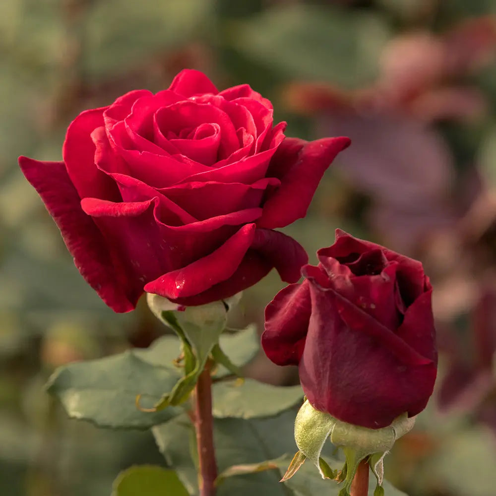 Trandafir Teahibrid rosu Mildred Scheel, cu parfum intens si inflorire repetata