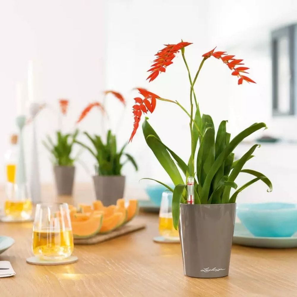 Ghiveci Auto-Irigant Lechuza Mini Deltini 0,4 l, bej lucios, sistem de autoirigare, insert detasabil, strat de drenaj