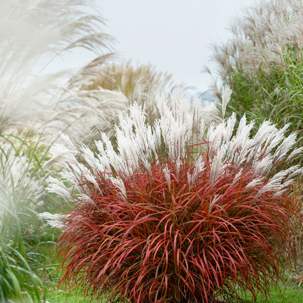 Iarba elefantului (Miscanthus) Lady in Red, frunzis rosie ornamentala toamna, spice florare