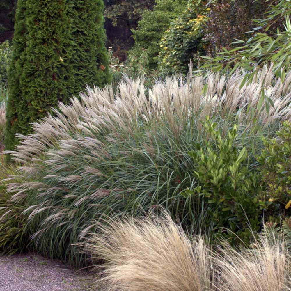 Iarba Elefantului (Miscanthus Sinensis) Yakushima Dwarf, iarba ornamentala pitica cu frunzis verde si spice argintii, crestere rapida