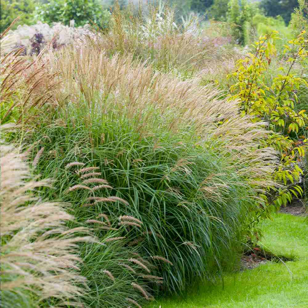 Iarba Elefantului (Miscanthus Sinensis) Adagio, iarba ornamentala pitica, compacta cu spice argintii si frunzis elegant, crestere rapida