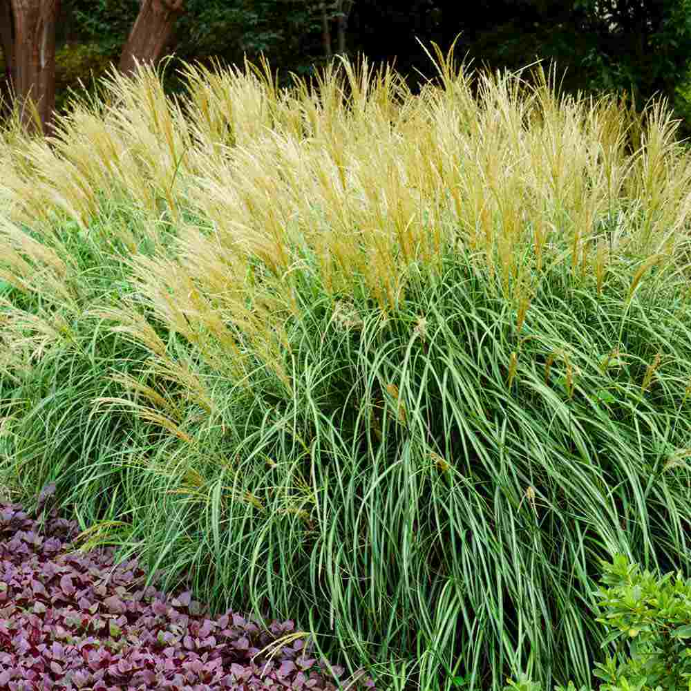 Iarba Elefantului (Miscanthus Sinensis) Adagio, iarba ornamentala pitica, compacta cu spice argintii si frunzis elegant, crestere rapida