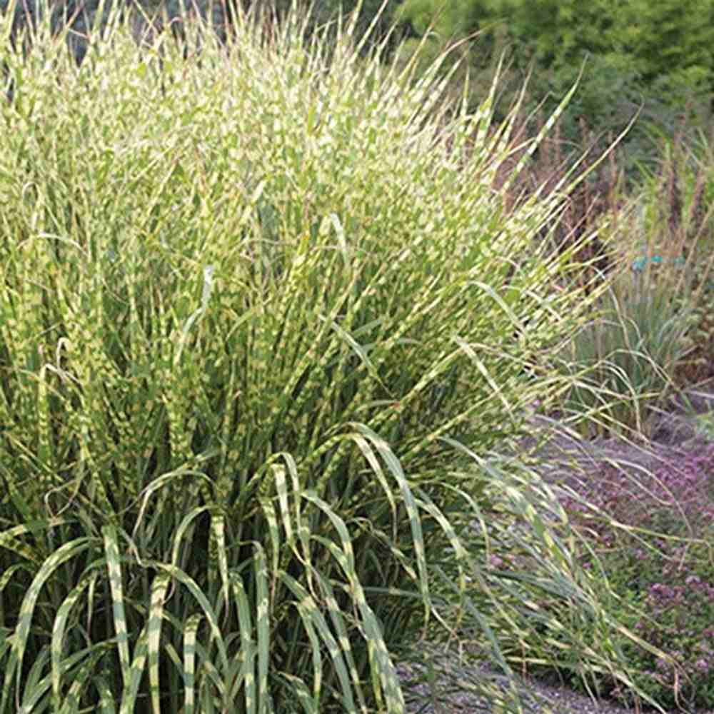 Iarba Elefantului (Miscanthus Sinensis) Golden Breeze, iarba ornamentala cu frunzis auriu si spice elegante, crestere rapida