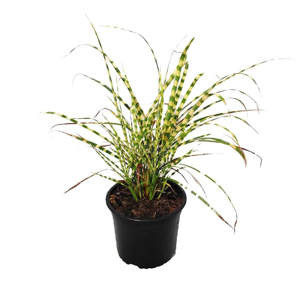 Iarba Elefantului (Miscanthus Sinensis) Golden Breeze, iarba ornamentala cu frunzis auriu si spice elegante, crestere rapida