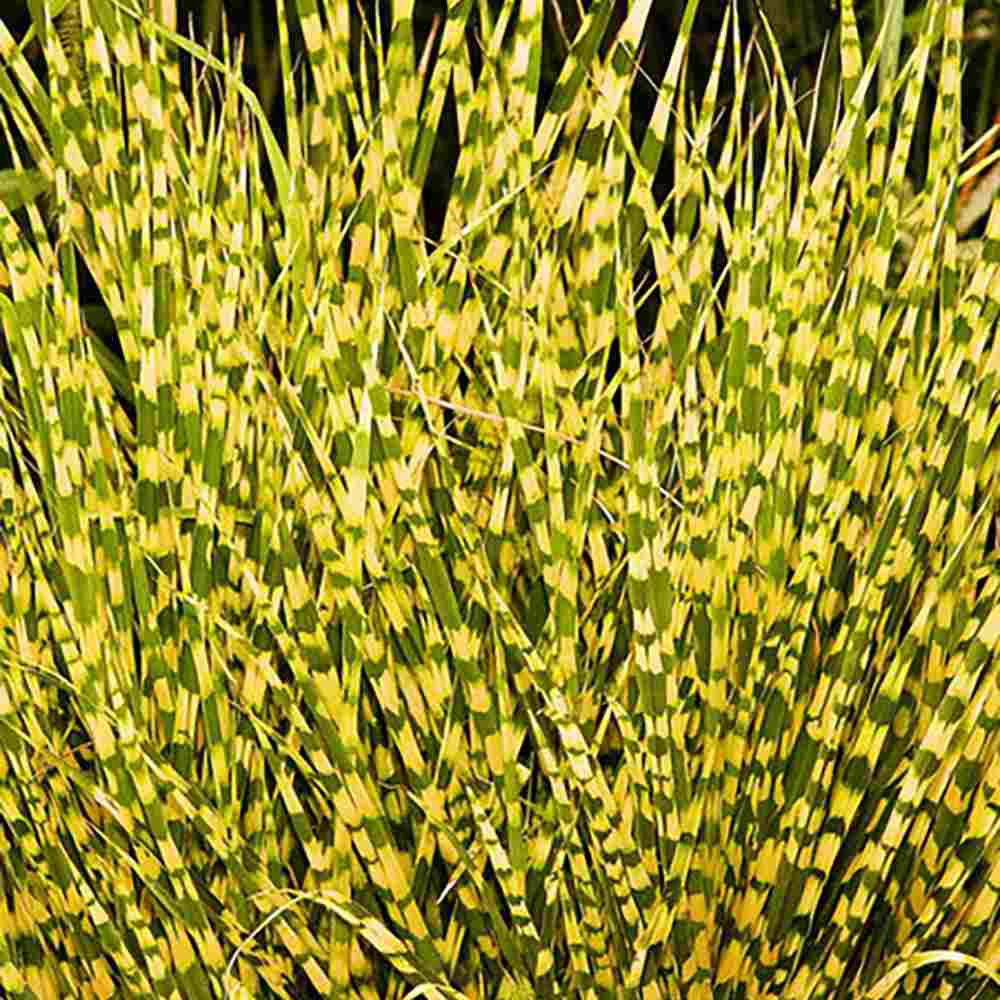 Iarba Elefantului (Miscanthus Sinensis) Golden Breeze, iarba ornamentala cu frunzis auriu si spice elegante, crestere rapida