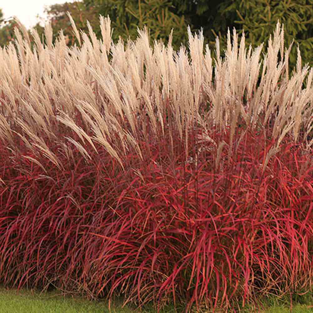 Iarba Elefantului (Miscanthus Sinensis) Dronning Ingrid, iarba ornamentala cu spice albe si frunzis rosiatic toamna, crestere rapida